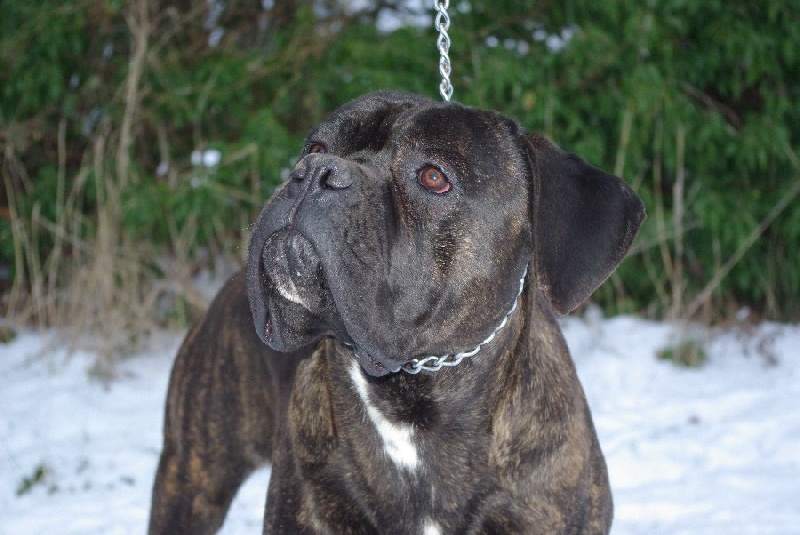 Publication : du Gilwesk Auteur : caroline godon /weska laurent