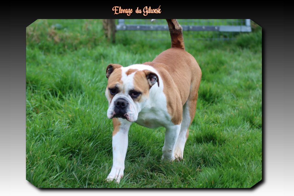 Play boy de la feerie de l hermine