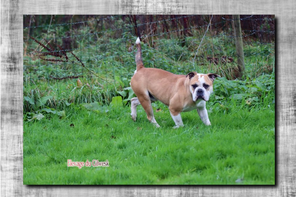 Play boy de la feerie de l hermine