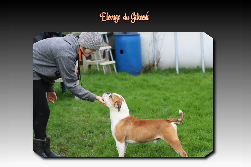 Play boy de la feerie de l hermine