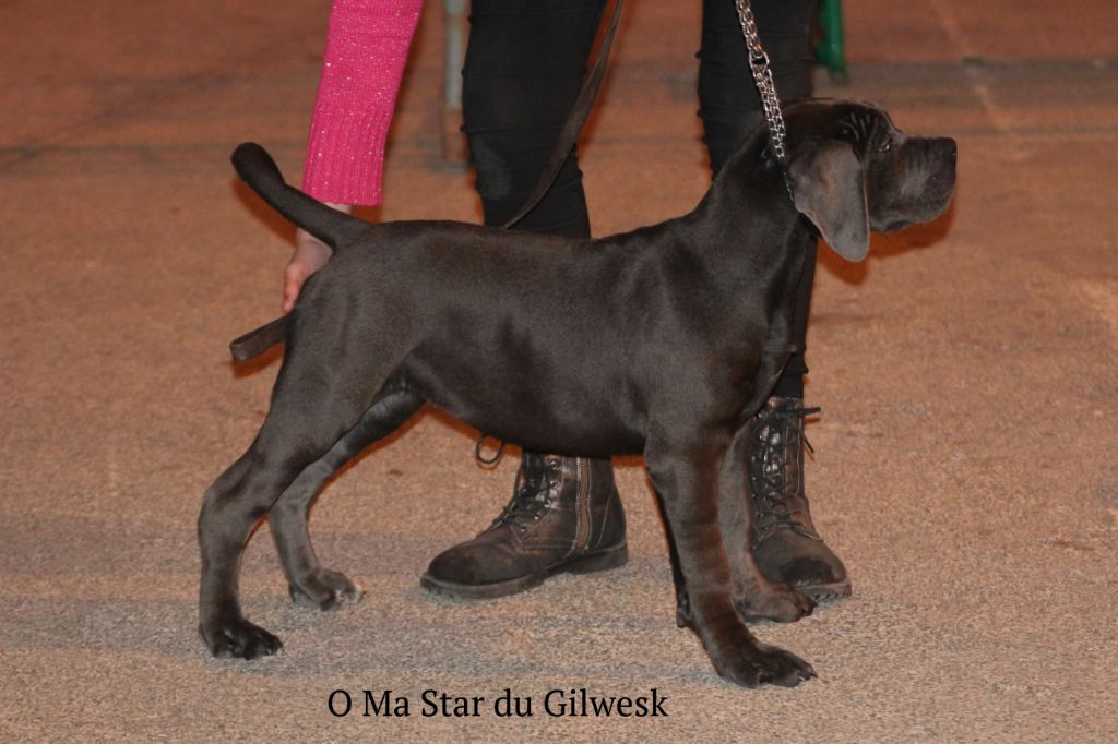 O ma star du Gilwesk