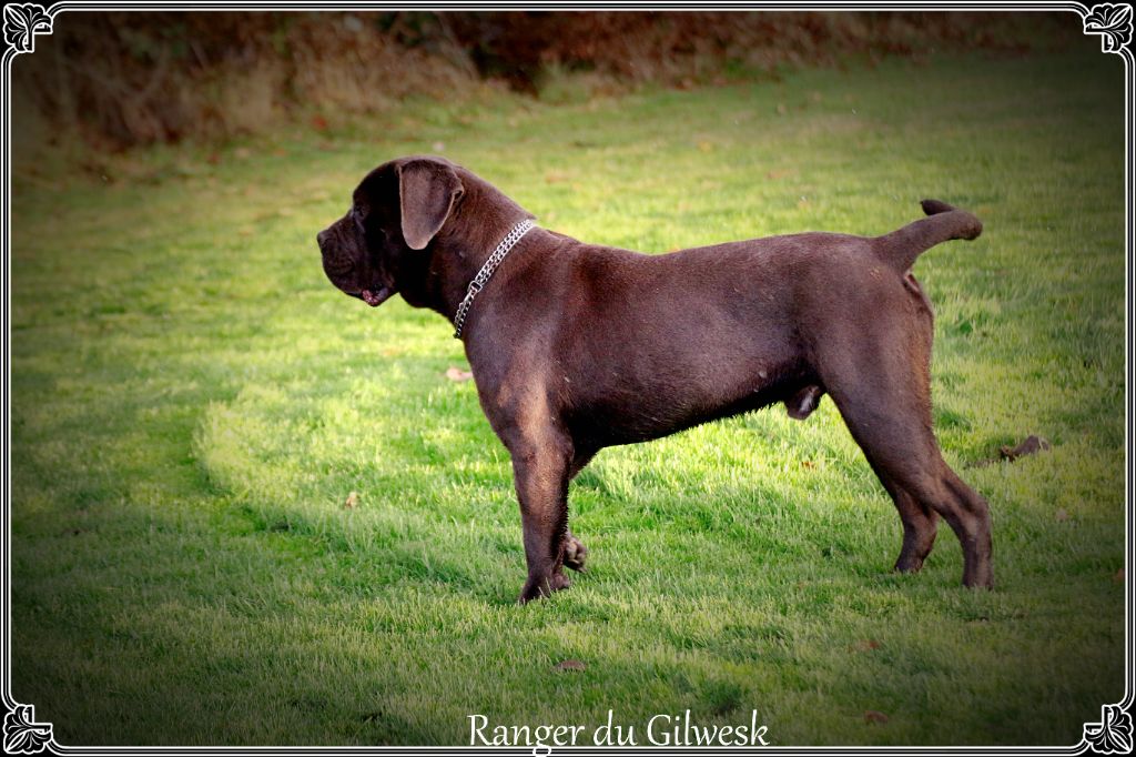 Ranger du Gilwesk