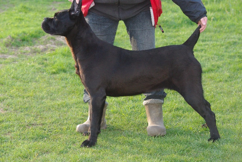 Hella brune du Gilwesk