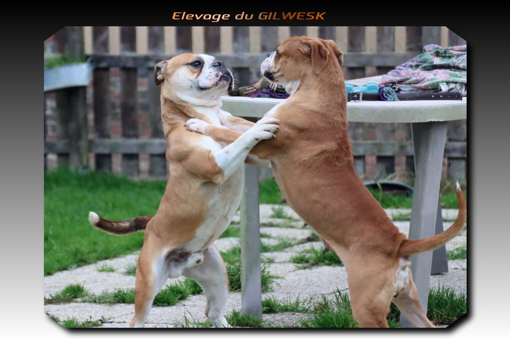 Play boy de la feerie de l hermine