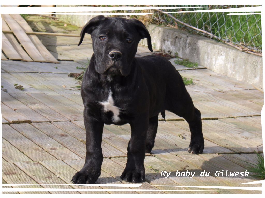 My baby du Gilwesk