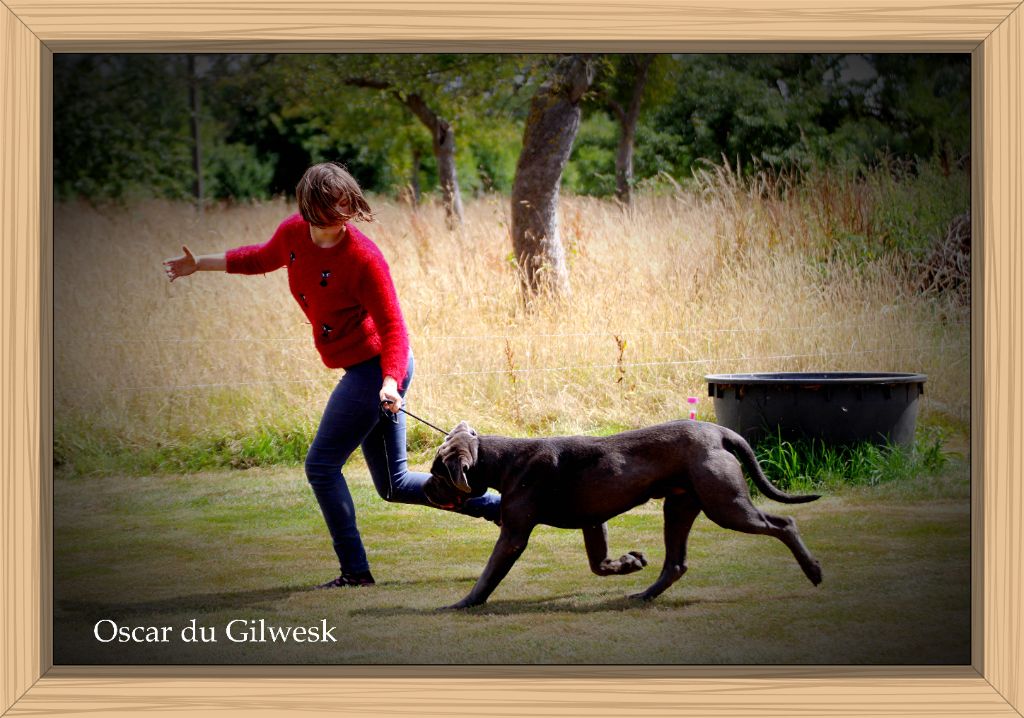 Oscar du Gilwesk