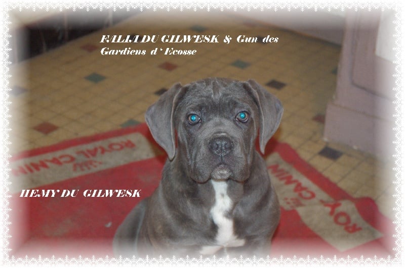 Publication : du Gilwesk Auteur : weska laurent