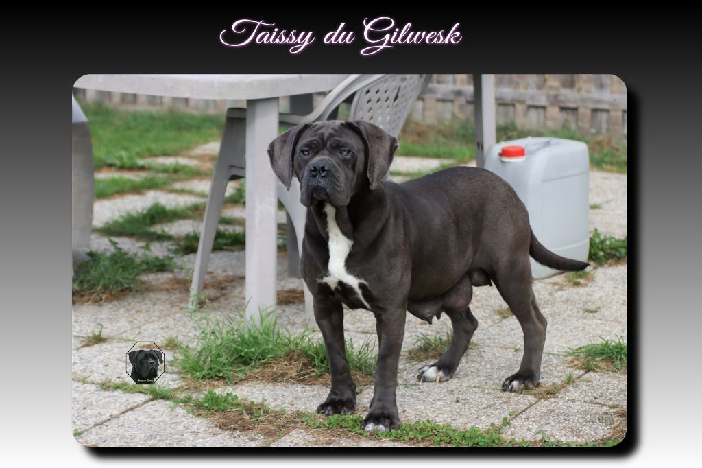 Tayssie du Gilwesk