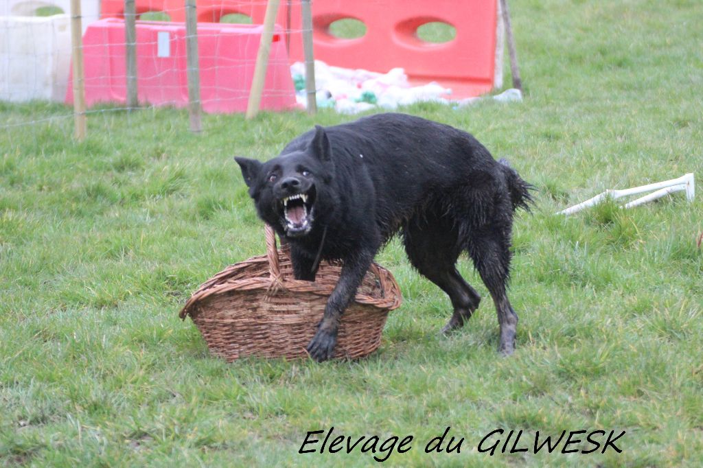 J 'djo du Glaive Noir