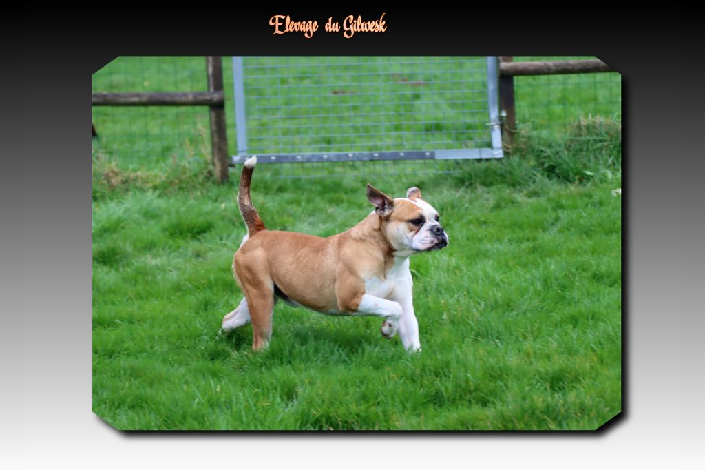 Play boy de la feerie de l hermine