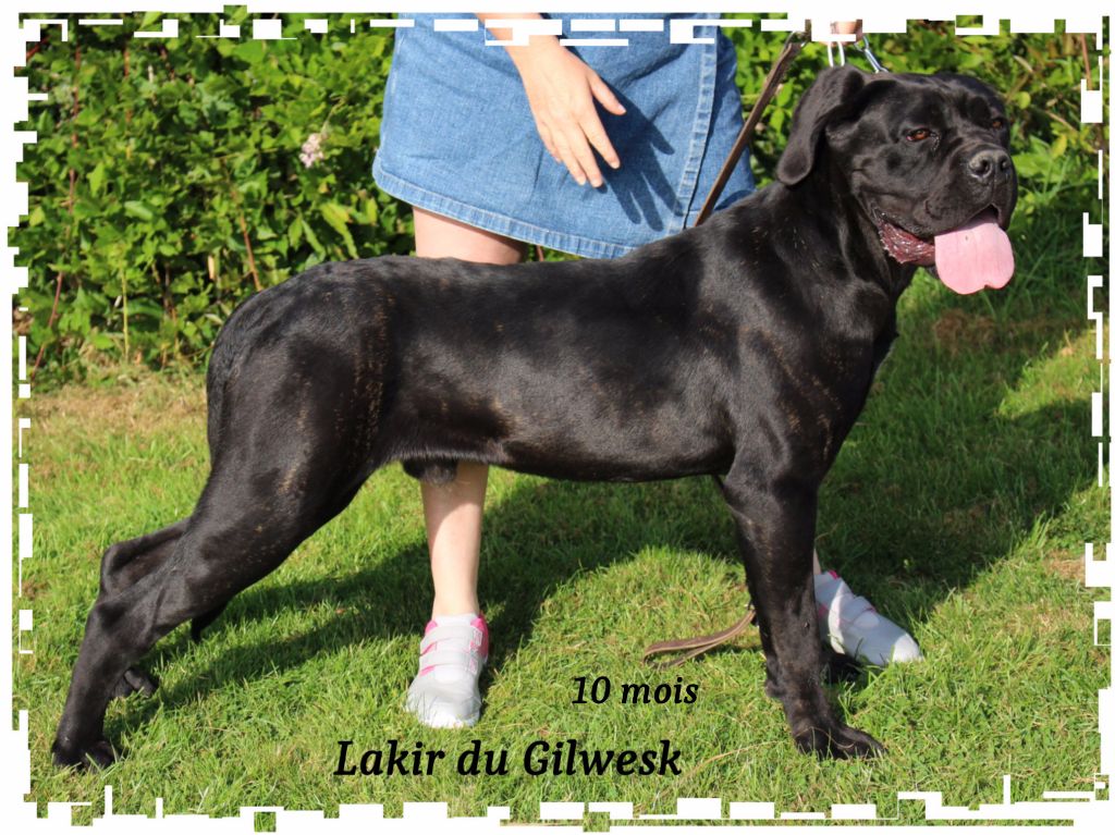 Lakir du Gilwesk