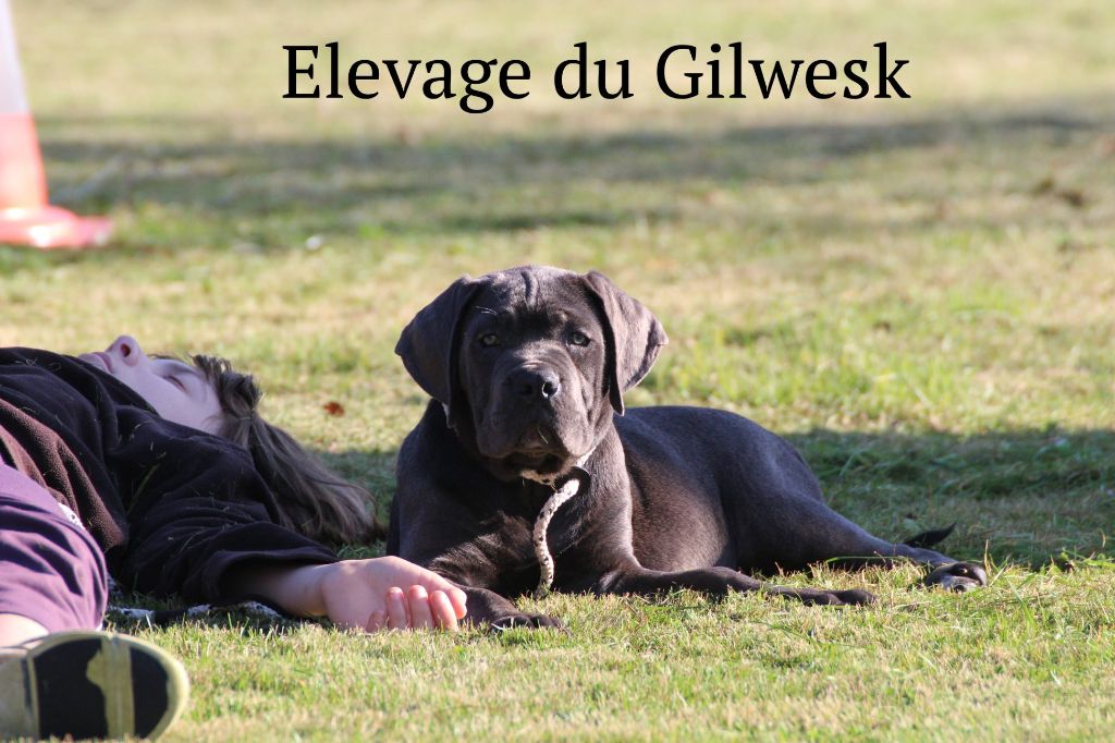 O ma star du Gilwesk