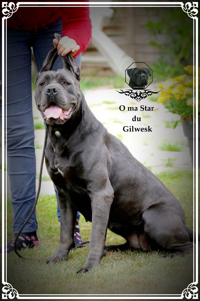 O ma star du Gilwesk
