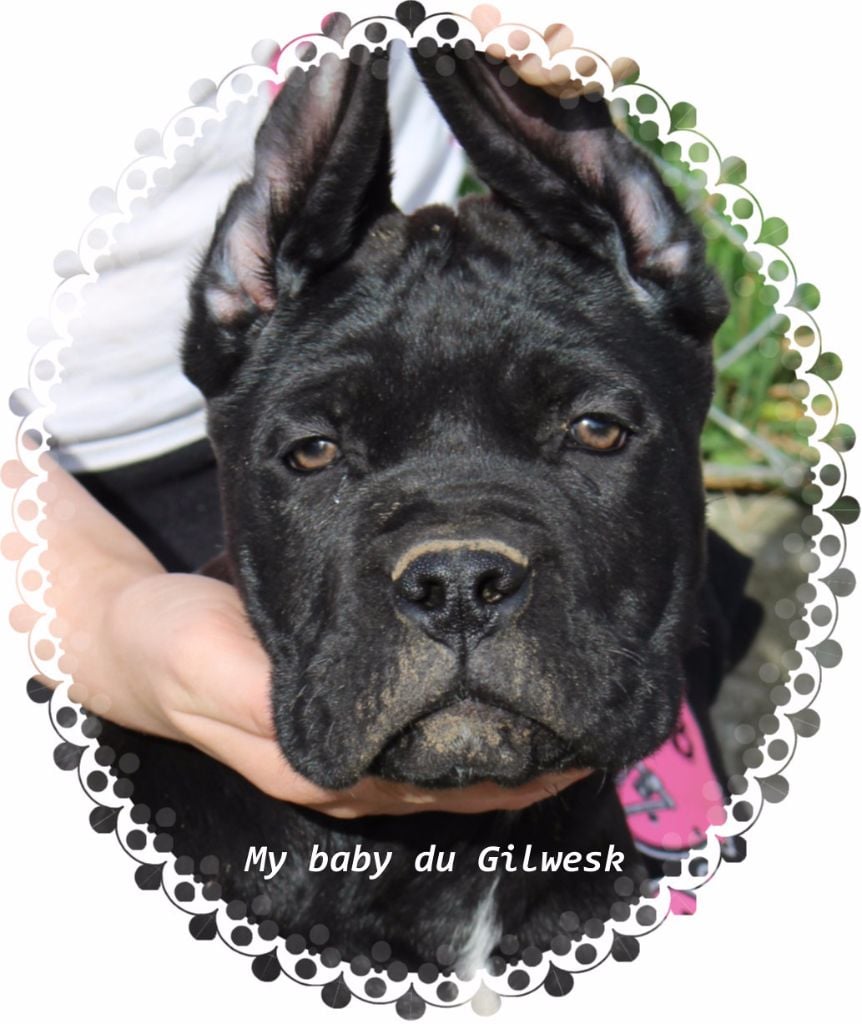 My baby du Gilwesk