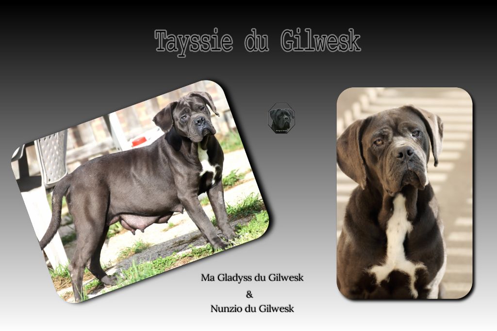 Tayssie du Gilwesk