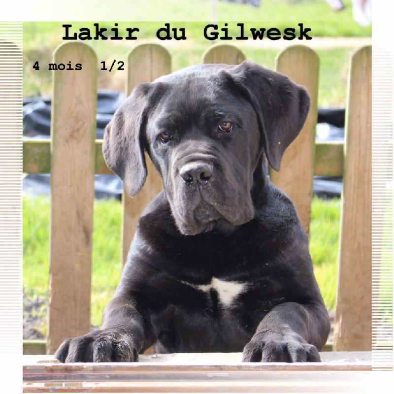 Lakir du Gilwesk