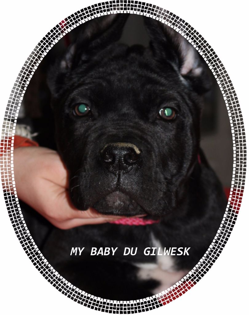 My baby du Gilwesk
