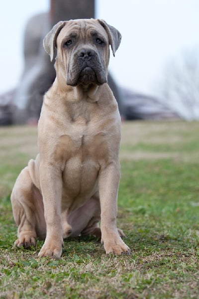 CH. Terence Del rosso malpelo