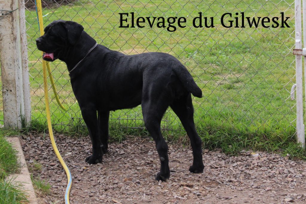 Lesly du Gilwesk