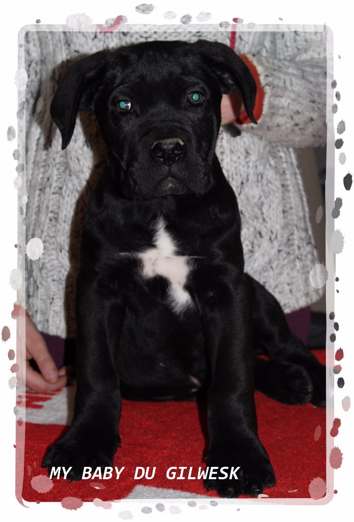 My baby du Gilwesk