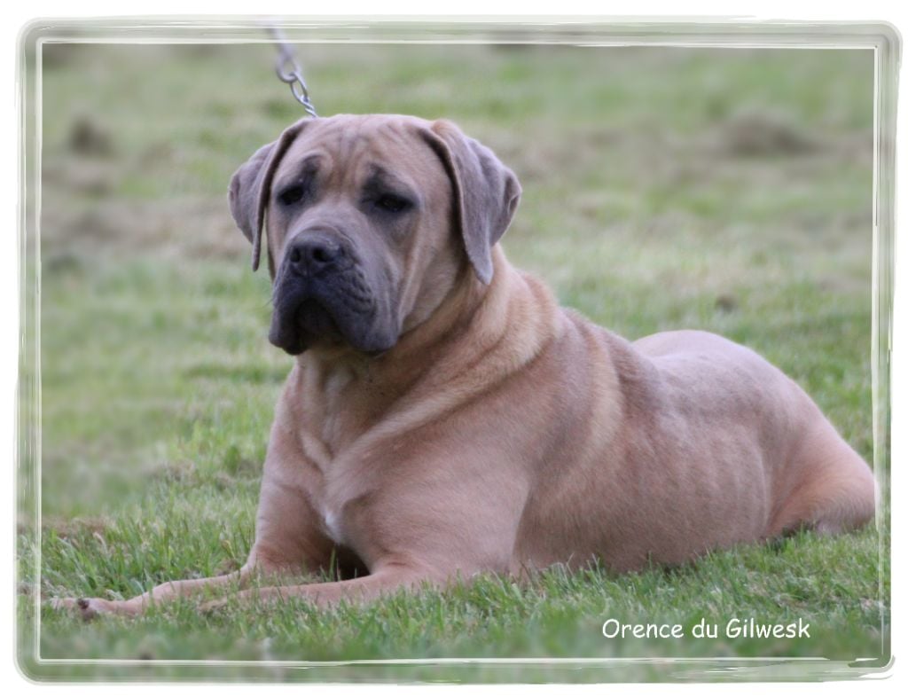 Orence du Gilwesk