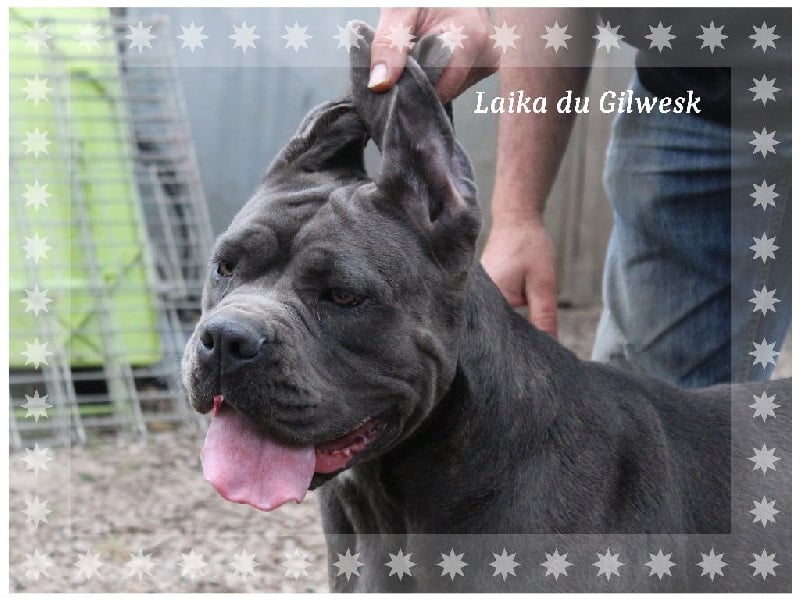 Laika du Gilwesk