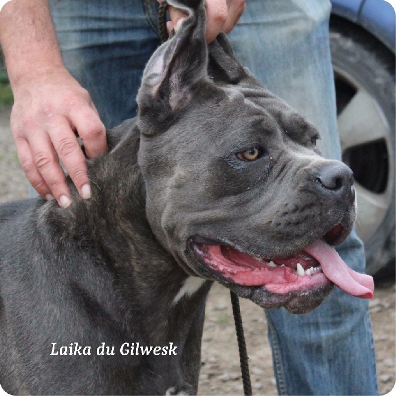 Laika du Gilwesk
