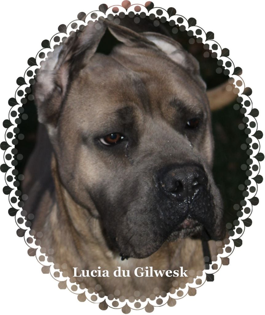 Lucia du Gilwesk