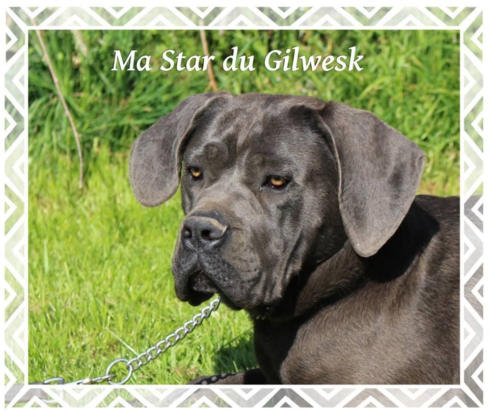 Ma star du Gilwesk