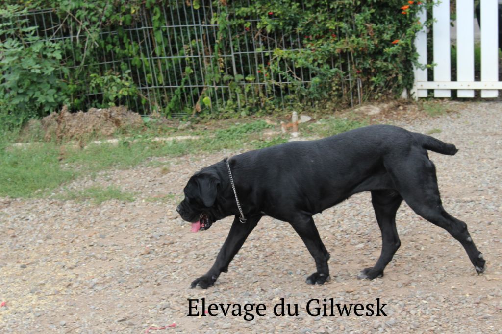 Lesly du Gilwesk
