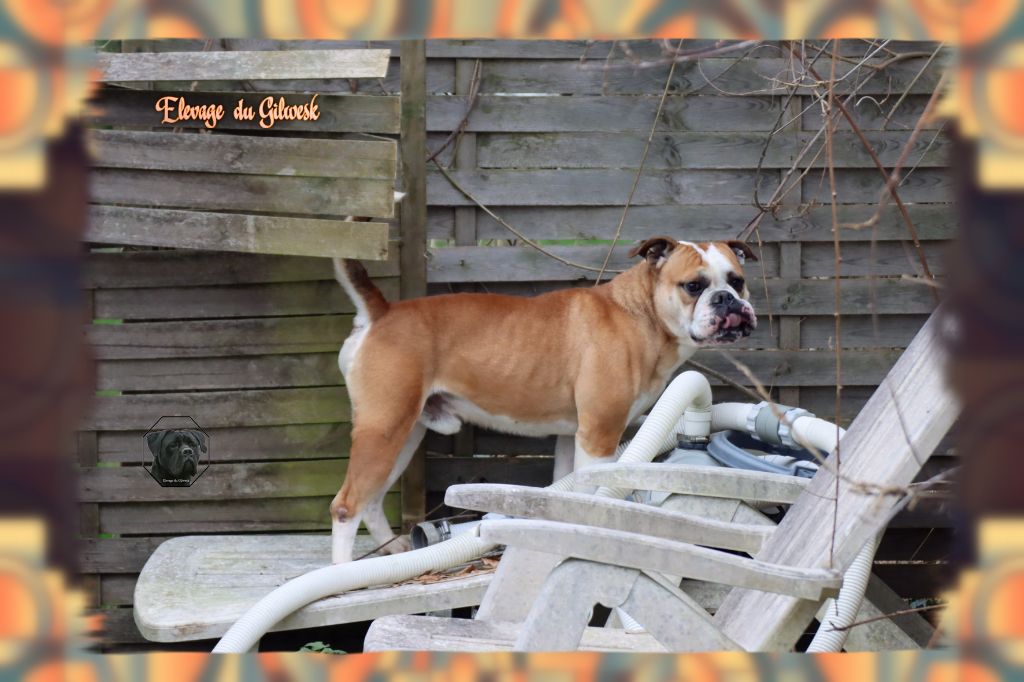 Play boy de la feerie de l hermine