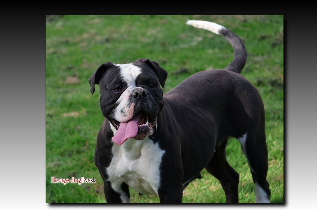 Uvea De Lap De Bourg