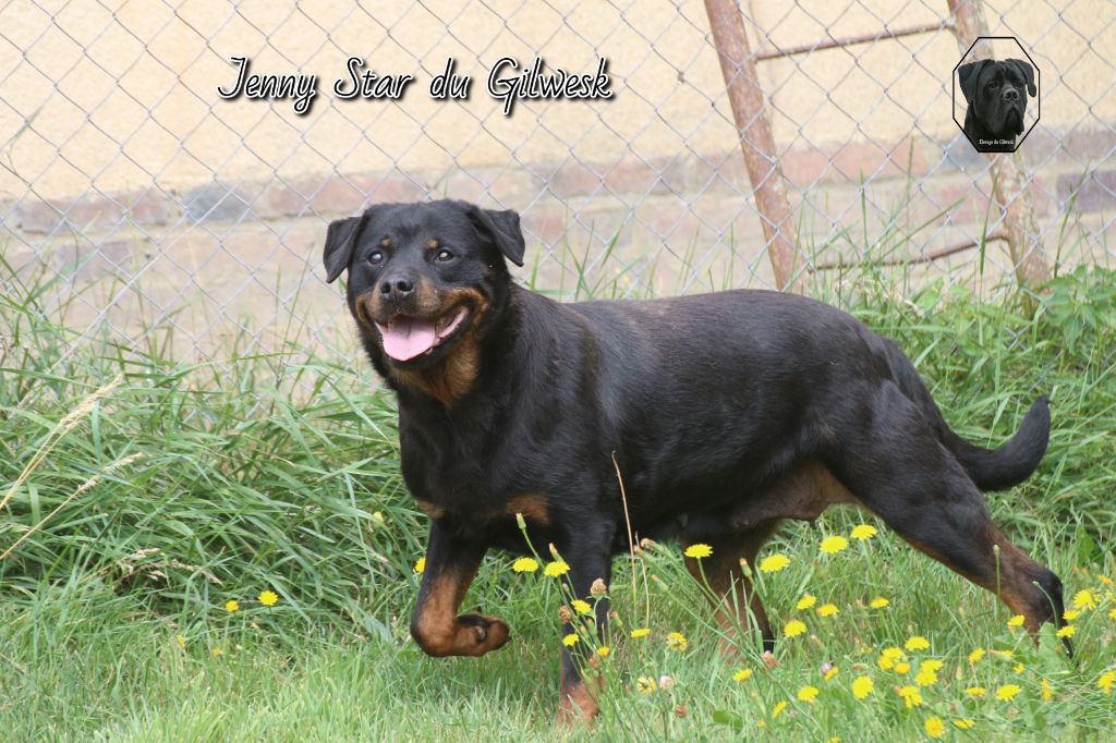 Publication : du Gilwesk