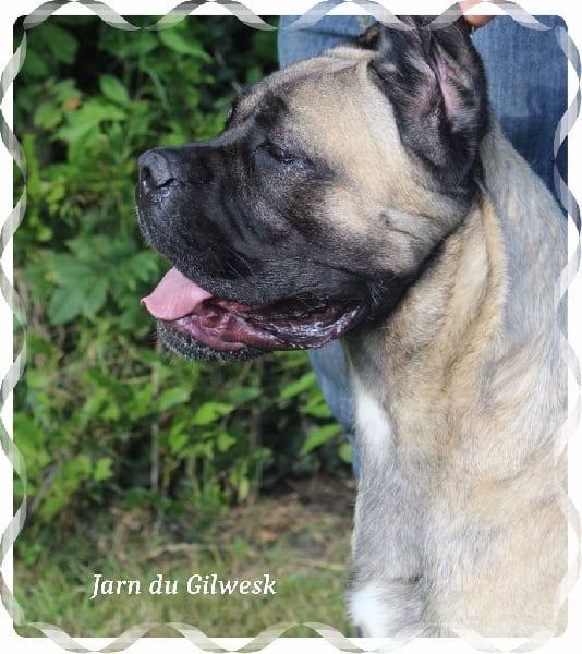 Jarn du Gilwesk