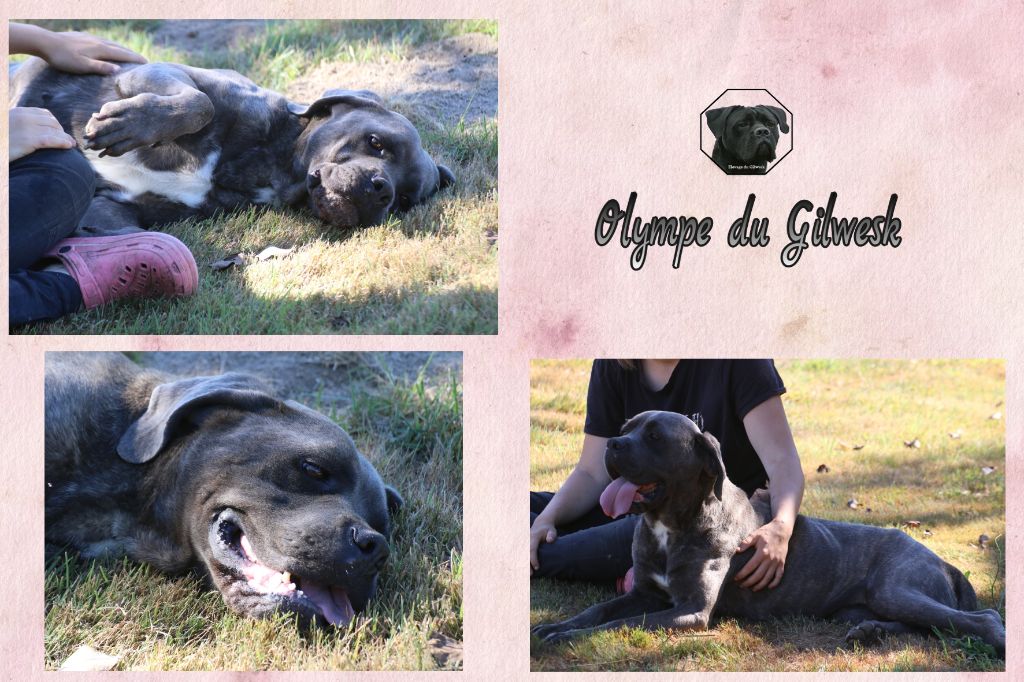 Olympe du Gilwesk
