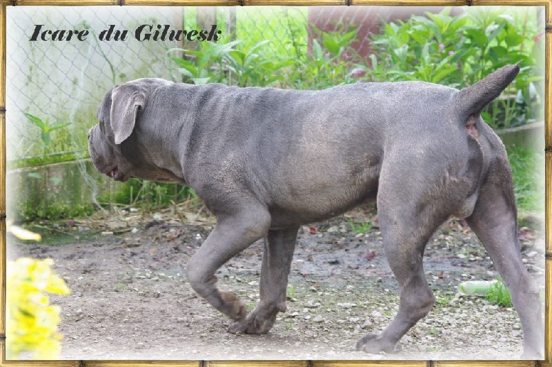 Icare du Gilwesk