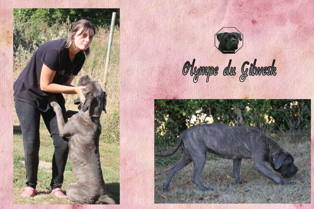 Olympe du Gilwesk