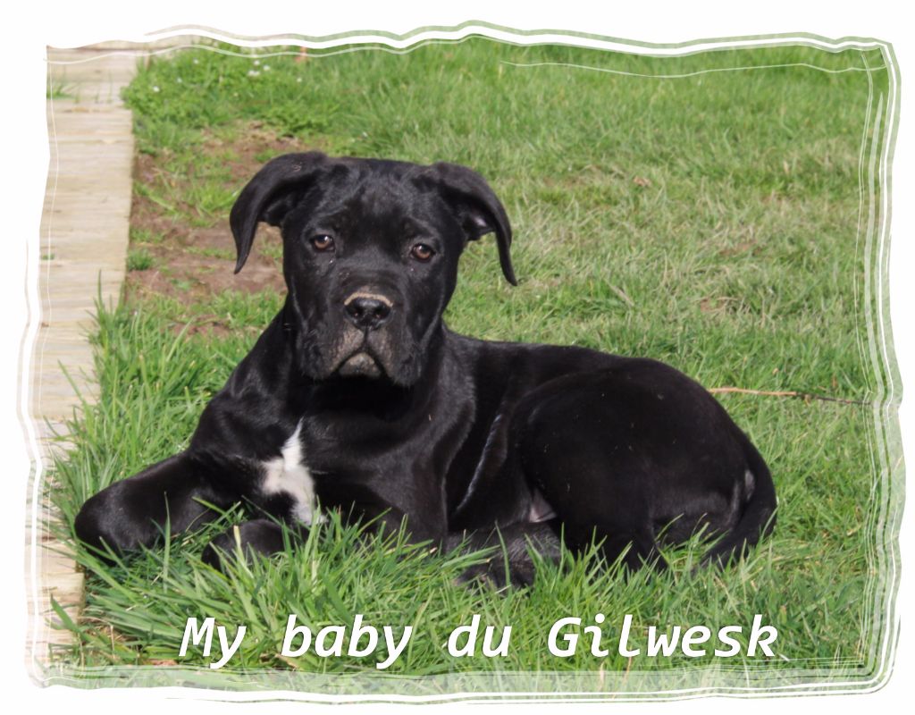 My baby du Gilwesk