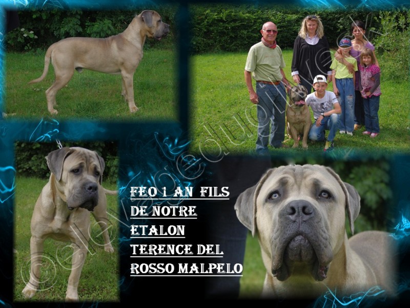 Feo (Sans Affixe)