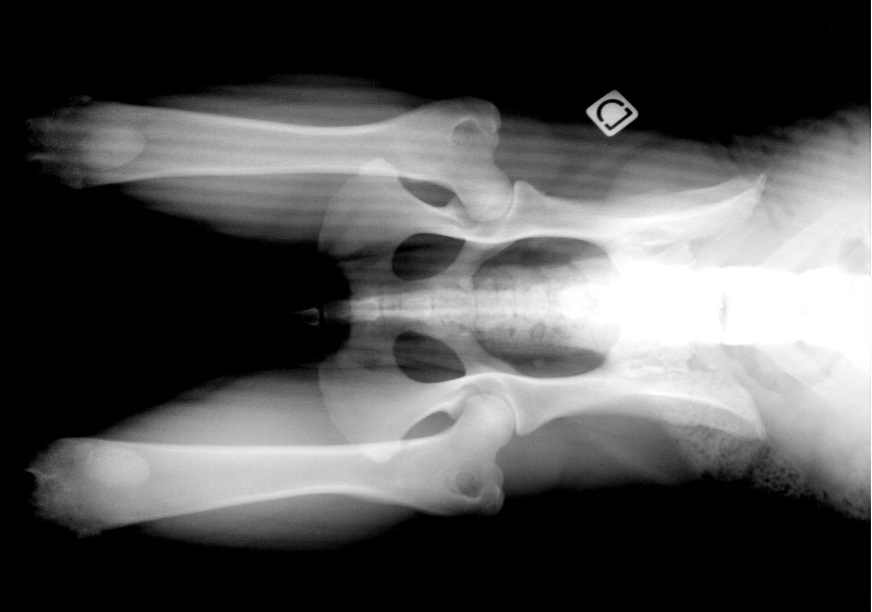 Publication : du Gilwesk Auteur : caroline godon /weska laurent