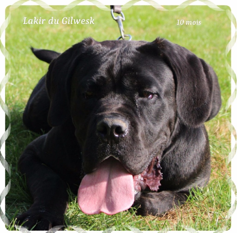Lakir du Gilwesk