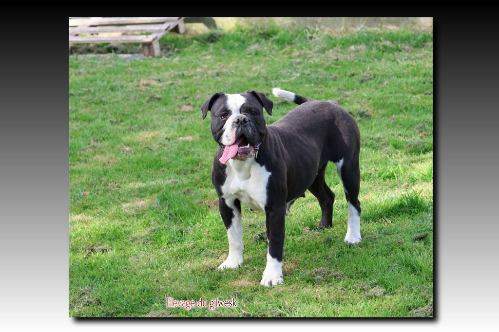 Uvea De Lap De Bourg