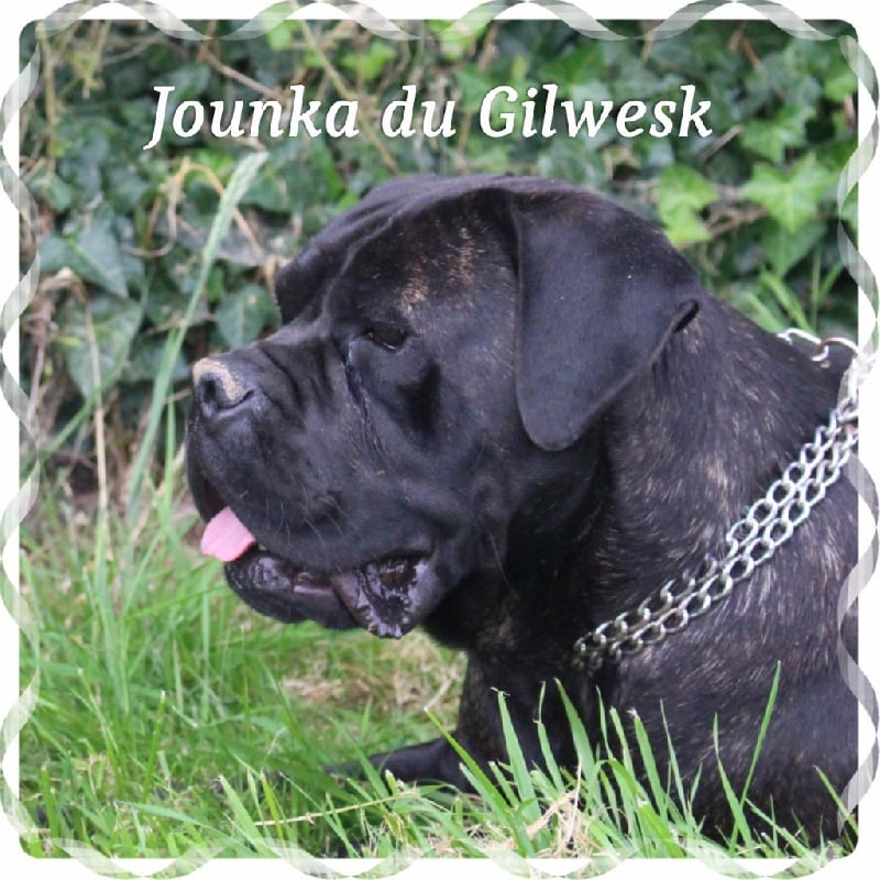 Jounka du Gilwesk