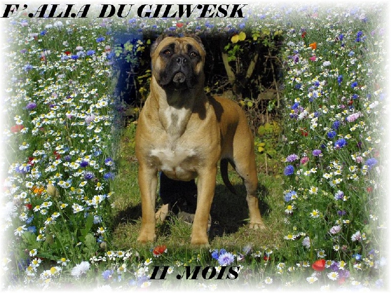 F'alia du Gilwesk