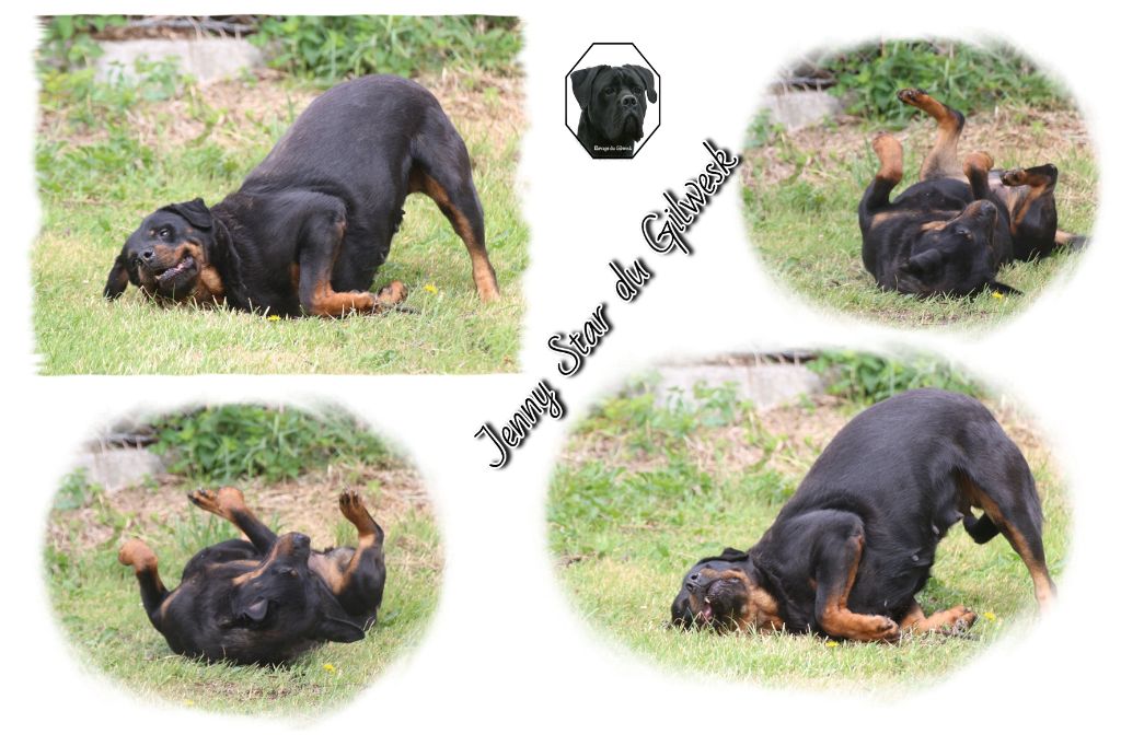 Publication : du Gilwesk