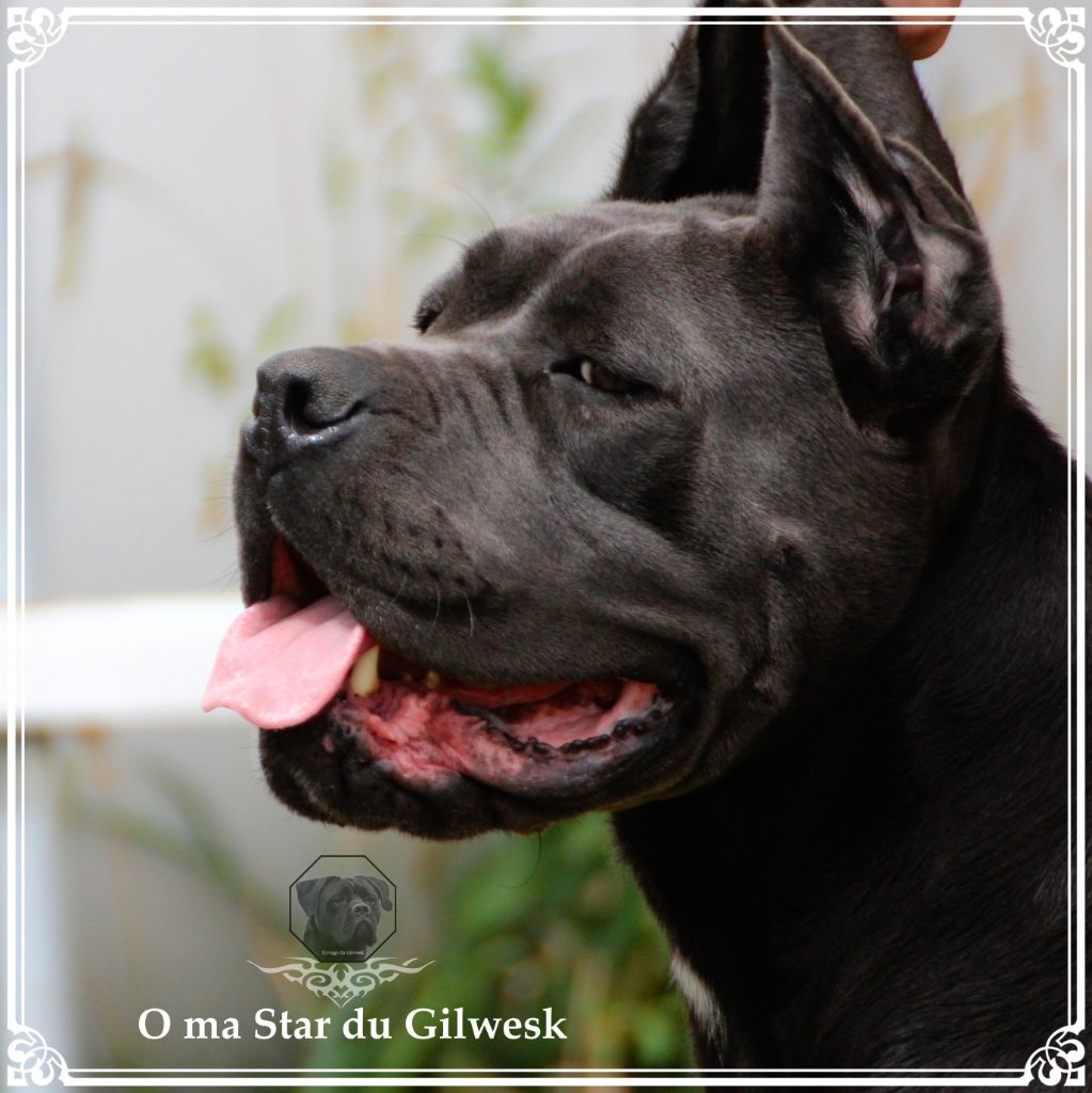 O ma star du Gilwesk