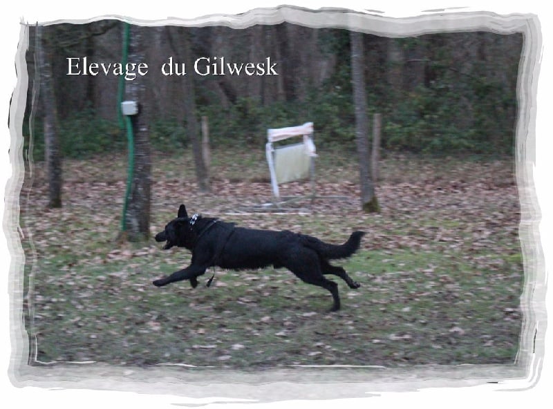 J 'djo du Glaive Noir