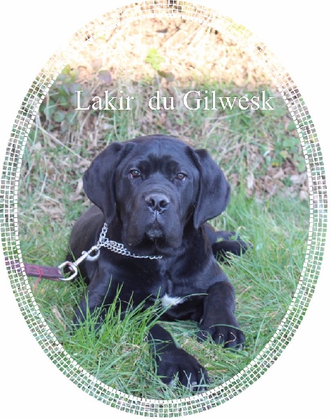 Lakir du Gilwesk