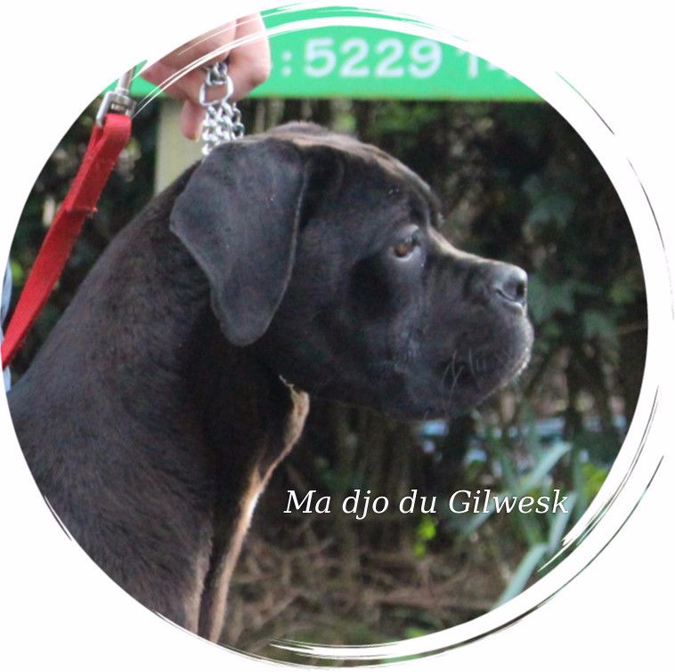 Ma djo du Gilwesk