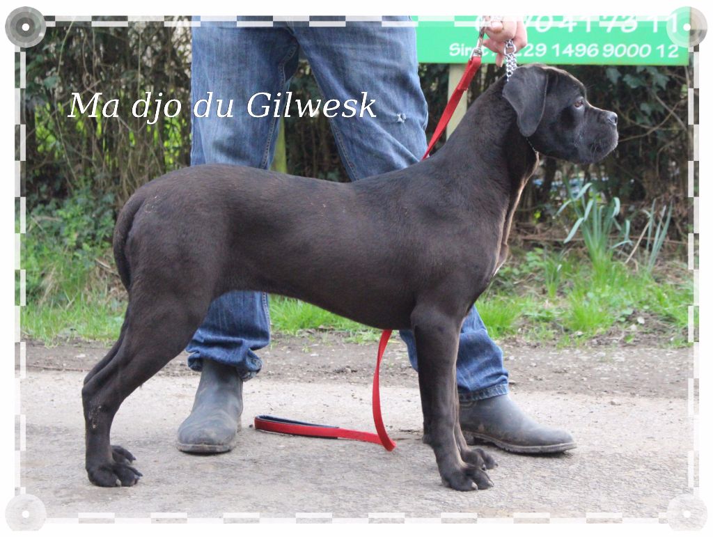 Ma djo du Gilwesk